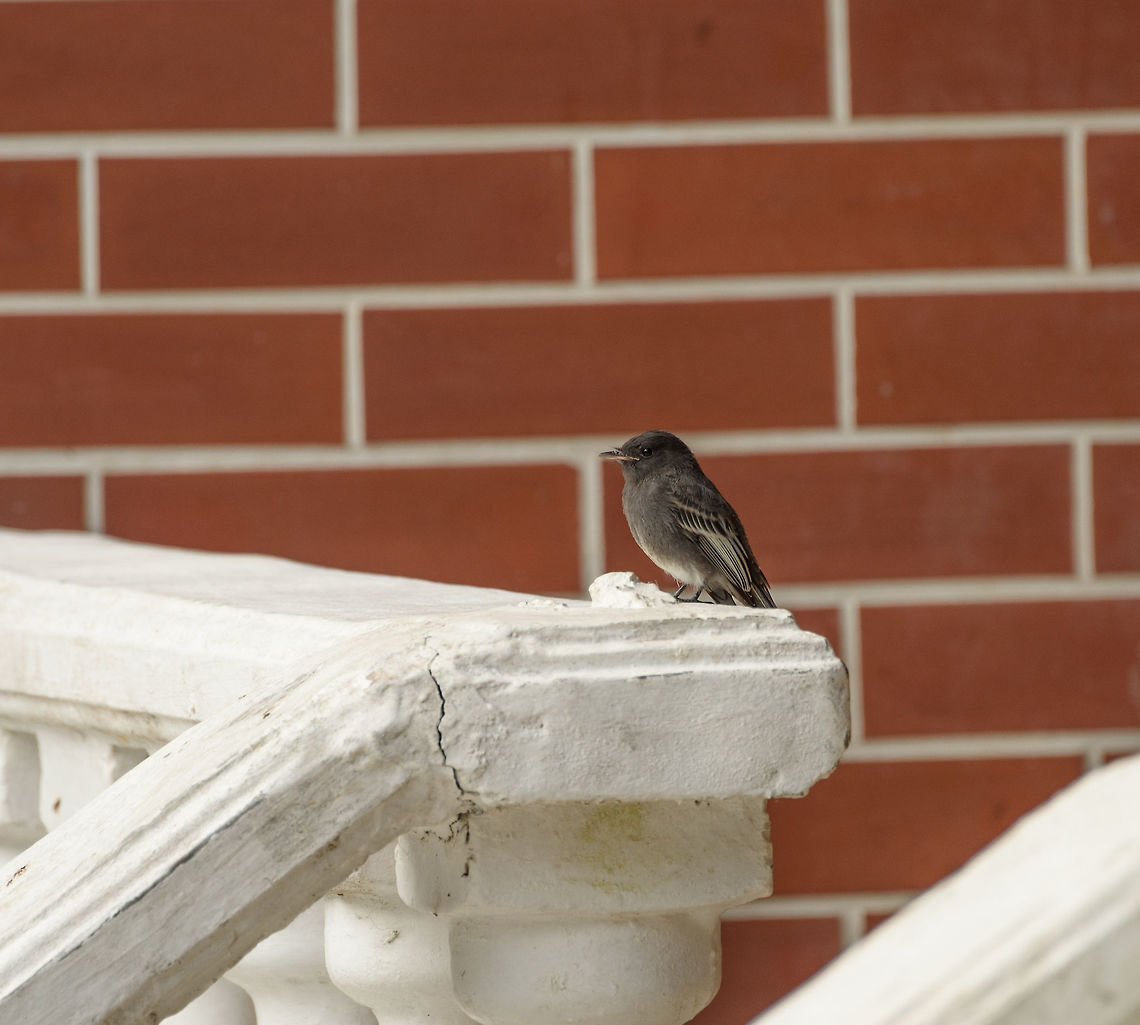 Black Phoebe, Santa María, Colombia  Boyacá,Colombia,Santa María,Sayornis nigricans,South America,World,black phoebe