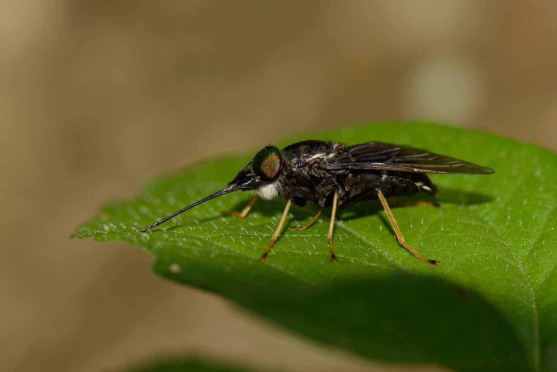 Fidena sp., Santa María, Colombia Extremely long proboscis, overall black body with yellow-orange legs and seemingly, a white beard :) Boyacá,Colombia,Fidena eriomeroides,Santa María,South America,World