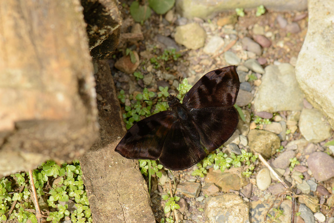 Glossy all-black butterfly, Santa María, Colombia Very dark butterfly that looks all-black yet with light shining on it, is rather dark brown and glossy, almost like satin. Haven&#039;t found a match for it yet, so help is welcome. Boyacá,Colombia,Ebrietas anacreon,Santa María,South America,World