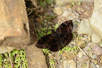 Glossy all-black butterfly, Santa María, Colombia Very dark butterfly that looks all-black yet with light shining on it, is rather dark brown and glossy, almost like satin. Haven't found a match for it yet, so help is welcome. Boyacá,Colombia,Ebrietas anacreon,Santa María,South America,World