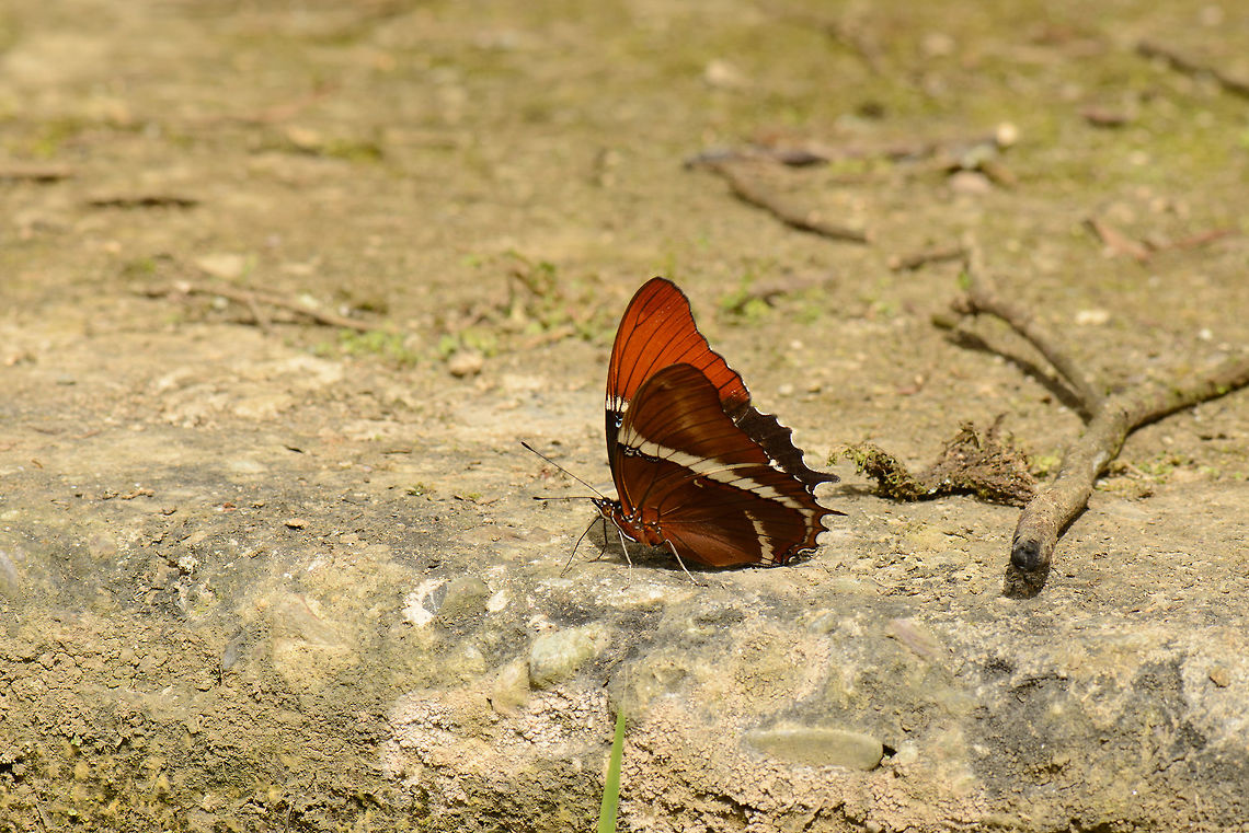 Rusty-tipped Page, Santa Mar&iacute;a, Colombia Funny, only after finding a species match for this butterfly now, do I realize that I photographed the caterpillar of it the night before:<br />
<figure class="photo"><a href="https://www.jungledragon.com/image/47411/dark_caterpillar_with_yellow_nail-like_spikes_santa_mara_colombia.html" title="Dark caterpillar with yellow nail-like spikes, Santa Mar&iacute;a, Colombia"><img src="https://s3.amazonaws.com/media.jungledragon.com/images/2/47411_thumb.jpg?AWSAccessKeyId=05GMT0V3GWVNE7GGM1R2&Expires=1770854410&Signature=Ma37IZVGAG60lhD%2FObcV1hEjdTs%3D" width="200" height="134" alt="Dark caterpillar with yellow nail-like spikes, Santa Mar&iacute;a, Colombia Note that it could also be some larvae instead of a caterpillar. I found the spikes to be somewhat of an unusual find. Boyac&aacute;,Colombia,Reserva Almenara,Rusty-tipped Page,Santa Mar&iacute;a,Siproeta epaphus,South America,World" /></a></figure> Boyac&aacute;,Colombia,Rusty-tipped Page,Santa Mar&iacute;a,Siproeta epaphus,South America,World