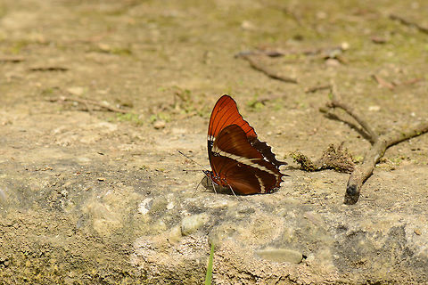 Rusty-tipped Page, Santa Mar&iacute;a, Colombia Funny, only after finding a species match for this butterfly now, do I realize that I photographed the caterpillar of it the night before:
https://www.jungledragon.com/image/47411/dark_caterpillar_with_yellow_nail-like_spikes_santa_mara_colombia.html Boyac&aacute;,Colombia,Rusty-tipped Page,Santa Mar&iacute;a,Siproeta epaphus,South America,World