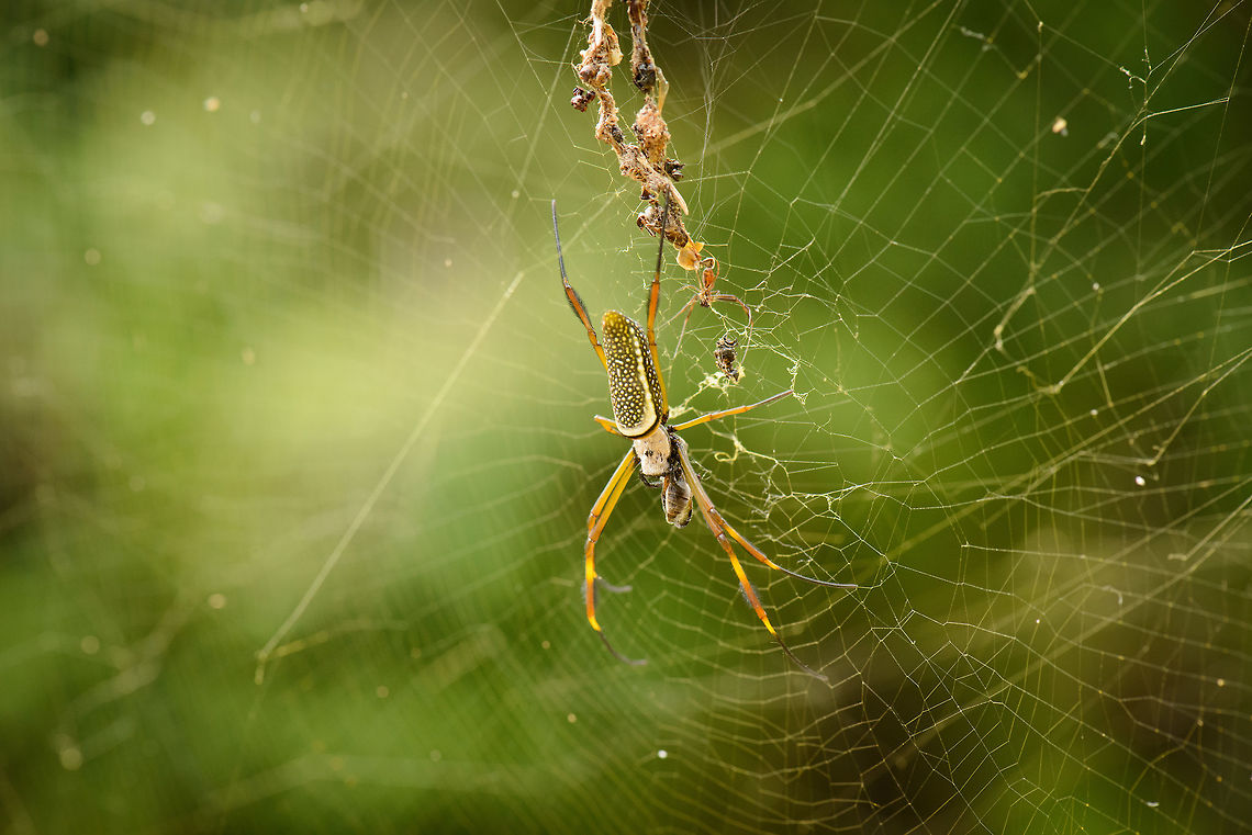 Golden silk orb-weaver, Santa Mar&iacute;a, Colombia Also known as the "Banana spider". This female is wrapping up her prey. I'm not 100% sure on the species. Most species in this genus occur in Asia and Africa, reducing the set appearing in the Americas. Boyac&aacute;,Colombia,Nephila clavipes,Santa Mar&iacute;a,South America,World