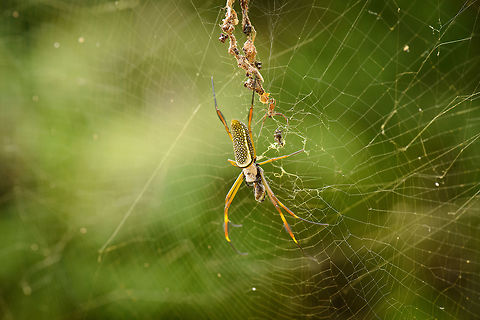 Golden silk orb-weaver, Santa María, Colombia Also known as the "Banana spider". This female is wrapping up her prey. I'm not 100% sure on the species. Most species in this genus occur in Asia and Africa, reducing the set appearing in the Americas. Boyacá,Colombia,Nephila clavipes,Santa María,South America,World