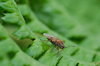 Birch Catkin Bug Not a great shot, but used as input for identification of another photo :) Birch catkin bug,Heeswijk,Kleidocerys resedae