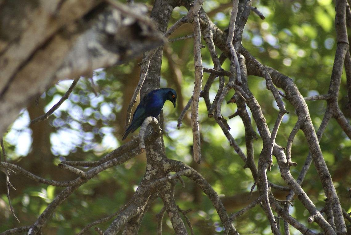 Cape glossy starling Cape glossy starling, a beautiful black bird with a blue glow and orange eyes. Birds,Cape Glossy Starling,Lamprotornis nitens,Red-shouldered Glossy-starling,South Africa,Starlings