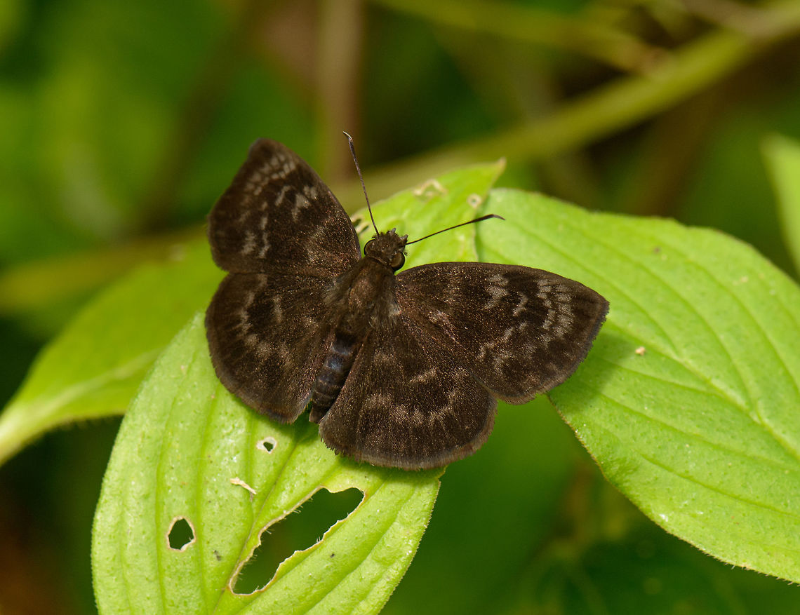Fridericus spreadwing, Santa Mar&iacute;a, Colombia  Boyac&aacute;,Colombia,Fridericus spreadwing,Ouleus fridericus,Santa Mar&iacute;a,South America,World