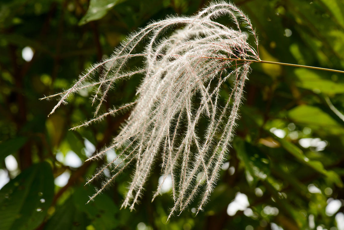 Lengthy white flowers, Santa María, Colombia  Boyacá,Colombia,Maiden Silvergrass,Miscanthus sinensis,Santa María,South America,World