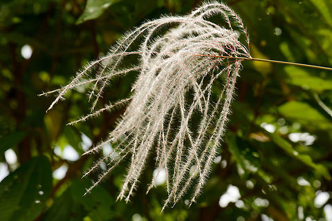 Lengthy white flowers, Santa Mar&iacute;a, Colombia  Boyac&aacute;,Colombia,Maiden Silvergrass,Miscanthus sinensis,Santa Mar&iacute;a,South America,World