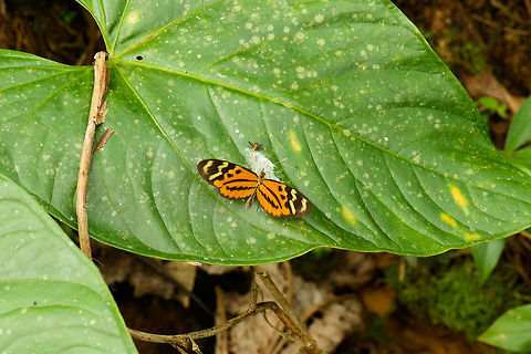Disturbed Tigerwing, Santa María, Colombia  Boyacá,Colombia,Mechanitis polymnia,Santa María,South America,World