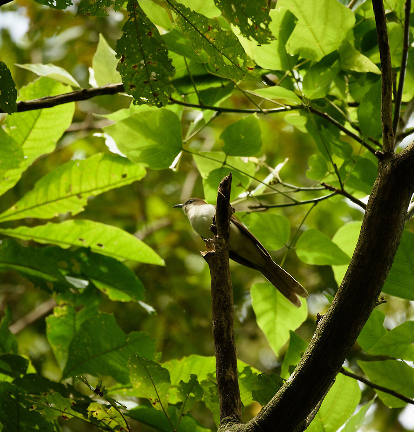 Black-billed cuckoo, Santa María, Colombia  Black-billed cuckoo,Boyacá,Coccyzus erythropthalmus,Colombia,Santa María,South America,World