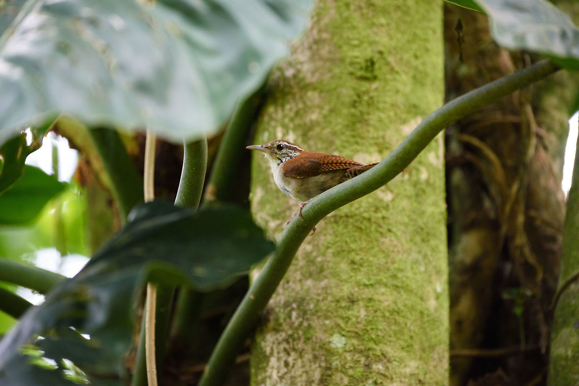 Rufous-and-white wren, Santa María, Colombia  Boyacá,Colombia,Rufous-and-white wren,Santa María,South America,Thryophilus rufalbus,World