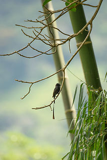 Long-tailed tyrant - closeup, Santa María, Colombia  Boyacá,Colombia,Colonia colonus,Fall,Geotagged,Long-tailed tyrant,Santa María,South America,World