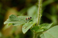Colorful spittlebug, Santa María, Colombia Red head and eyes, black wings with large yellow bands. Boyacá,Colombia,Reddish spittlebug,Santa María,South America,Sphenorhina rubra,World