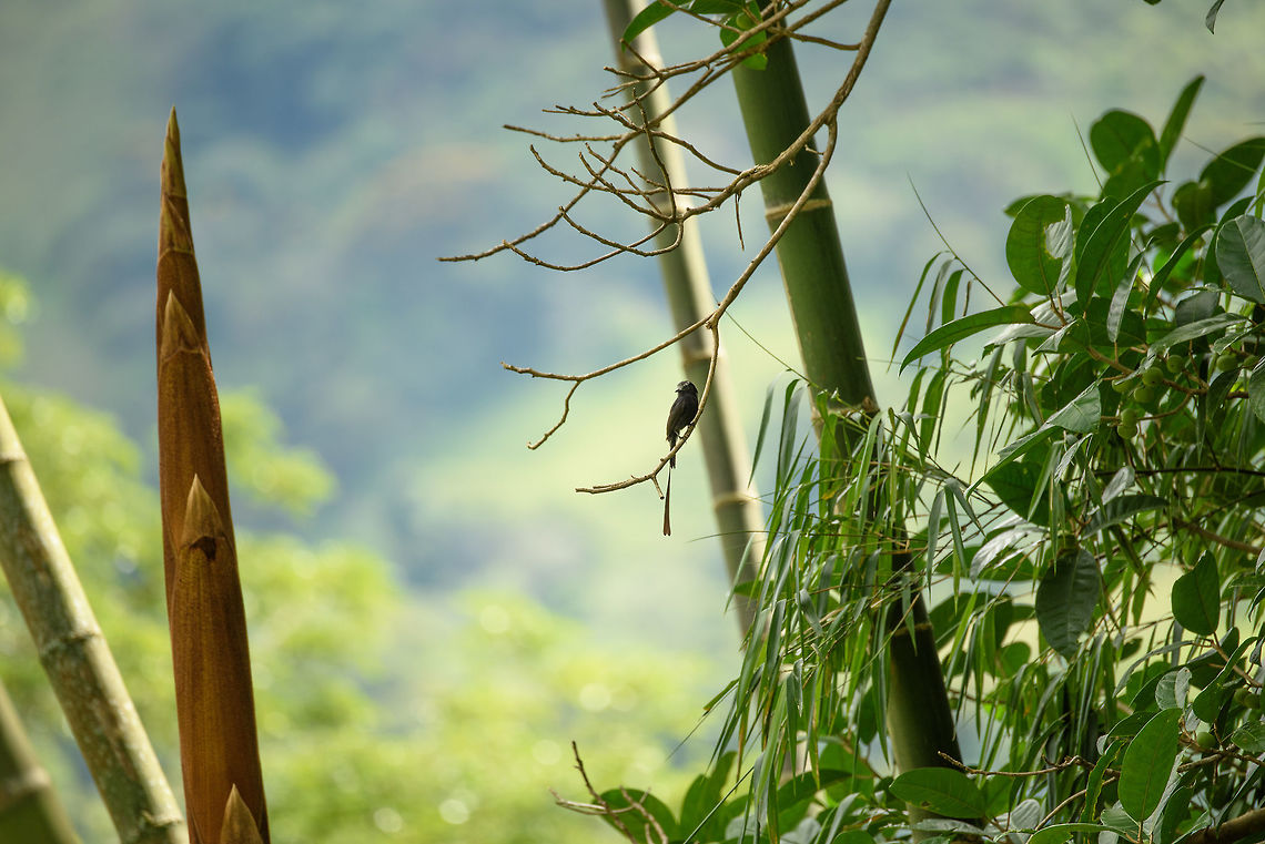 Long-tailed tyrant, Santa María, Colombia A bit remote, but I decided not to crop for once. Somewhat closer:<br />
<figure class="photo"><a href="https://www.jungledragon.com/image/48413/long-tailed_tyrant_-_closeup_santa_mara_colombia.html" title="Long-tailed tyrant - closeup, Santa Mar&iacute;a, Colombia"><img src="https://s3.amazonaws.com/media.jungledragon.com/images/2/48413_thumb.jpg?AWSAccessKeyId=05GMT0V3GWVNE7GGM1R2&Expires=1759968010&Signature=1XeHT2qzLfrCsGmU5zXF8d4Rbr4%3D" width="102" height="152" alt="Long-tailed tyrant - closeup, Santa Mar&iacute;a, Colombia  Boyac&aacute;,Colombia,Colonia colonus,Fall,Geotagged,Long-tailed tyrant,Santa Mar&iacute;a,South America,World" /></a></figure> Boyacá,Colombia,Colonia colonus,Fall,Geotagged,Long-tailed tyrant,Santa María,South America,World