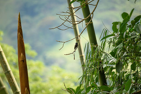 Long-tailed tyrant, Santa María, Colombia A bit remote, but I decided not to crop for once. Somewhat closer:
https://www.jungledragon.com/image/48413/long-tailed_tyrant_-_closeup_santa_mara_colombia.html Boyacá,Colombia,Colonia colonus,Fall,Geotagged,Long-tailed tyrant,Santa María,South America,World