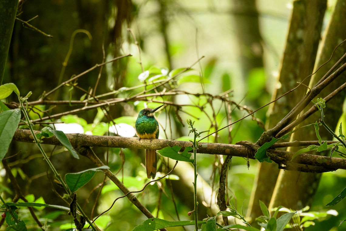 White-chinned jacamar, Santa Mar&iacute;a, Colombia Gorgeous bird, like all Jacamars. Boyac&aacute;,Colombia,Fall,Galbula tombacea,Geotagged,Santa Mar&iacute;a,South America,White-chinned jacamar,World