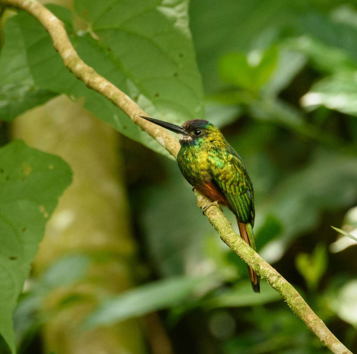 White-chinned jacamar - closeup, Santa María, Colombia Jacamars and Manakins are some of the most sought after birds in Colombia. The white-chinned and rufous-tailed Jacamar look very similar, identification is based on distribution. Boyacá,Colombia,Fall,Galbula tombacea,Geotagged,Santa María,South America,White-chinned jacamar,World