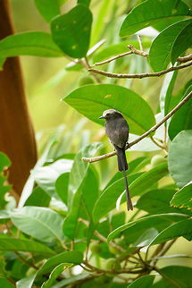 Long-tailed tyrant - closeup, Santa María, Colombia  Boyacá,Colombia,Colonia colonus,Fall,Geotagged,Long-tailed tyrant,Santa María,South America,World