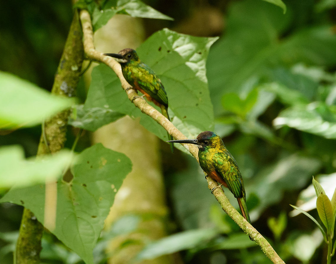 White-chinned jacamar - couple, Santa María, Colombia  Boyacá,Colombia,Fall,Galbula tombacea,Geotagged,Santa María,South America,White-chinned jacamar,World