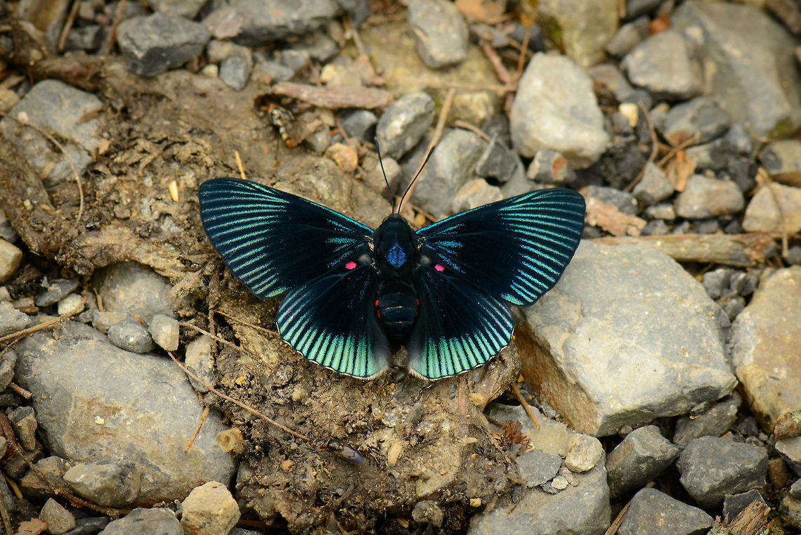White-dashed Metalmark, Santa María, Colombia  Boyacá,Colombia,Lyropteryx apollonia,Santa María,South America,World