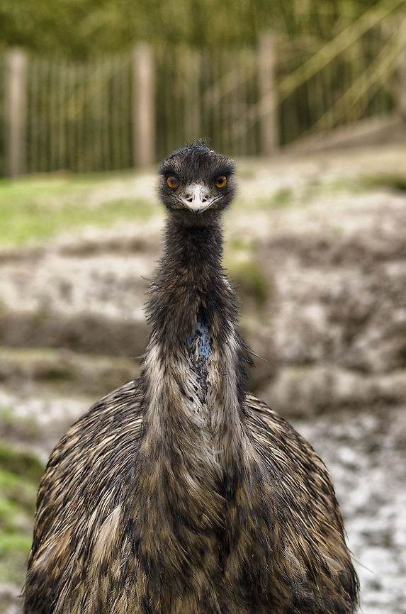 Wot? A muddy Emu at the BestZoo shares an intimidating look at yours truly. Emus are the second largest birds in the world. BestZOO,Dromaius novaehollandiae,Emu,Geotagged,The Netherlands