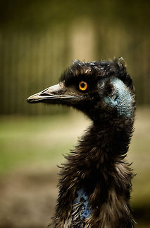 Emu sideview at BestZoo  BestZOO,Dromaius novaehollandiae,Emu,Geotagged,The Netherlands