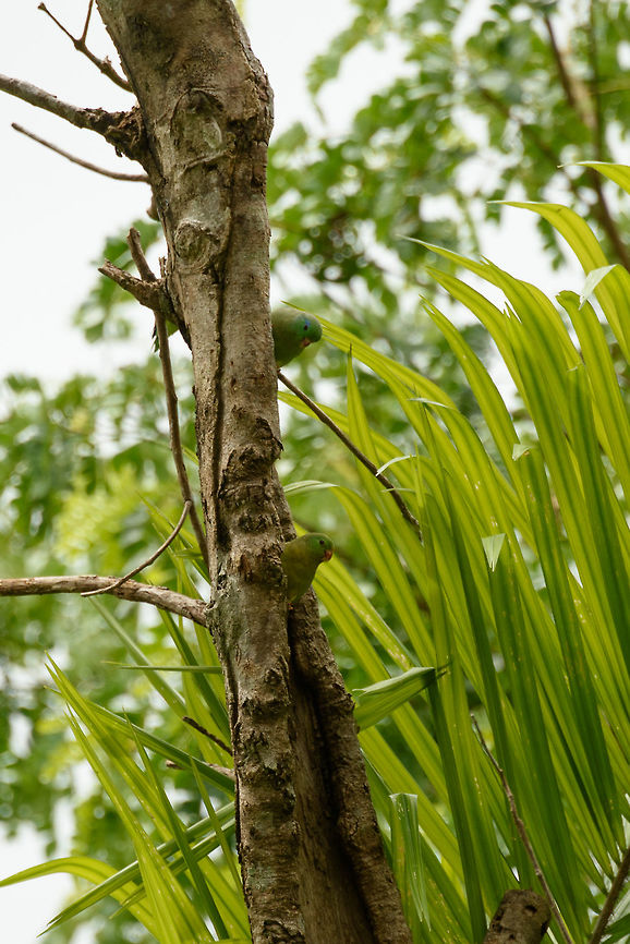 Spectacled parrotlet couple, Santa Mar&iacute;a, Colombia Tiny parrotlets. The male (blue) is up high, looking down towards the female. There seems to be a third one partially hiding behind the tree. Boyac&aacute;,Colombia,Fall,Forpus conspicillatus,Geotagged,Santa Mar&iacute;a,South America,Spectacled parrotlet,World