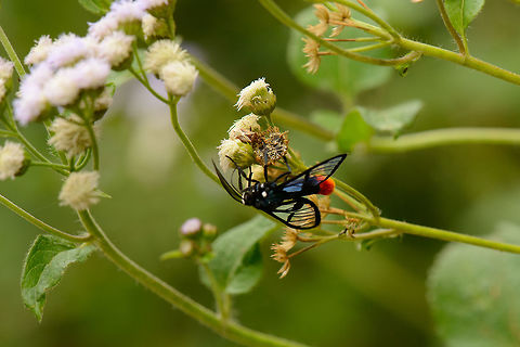 Colorful clear winged wasp moth - I, Santa María, Colombia Subtribe Euchromiina.
https://www.jungledragon.com/image/48414/colorful_clear_winged_moth_santa_mara_colombia.html Boyacá,Colombia,Santa María,South America,World