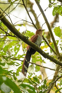 Squirrel cuckoo, Santa Mar&iacute;a, Colombia Pretty large bird, unfortunately there was a lot of backlight. Boyac&aacute;,Colombia,Fall,Geotagged,Piaya cayana,Santa Mar&iacute;a,South America,Squirrel cuckoo,World