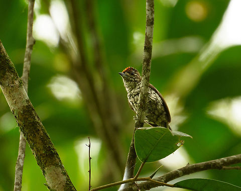 Scaled piculet, Santa Mar&iacute;a, Colombia A piculet is basically a tiny woodpecker. They are quite beautiful, and some of them are locally endemic. Side view:
https://www.jungledragon.com/image/48461/scaled_piculet_-_side_view_santa_mara_colombia.html Boyac&aacute;,Colombia,Fall,Geotagged,Picumnus squamulatus,Santa Mar&iacute;a,Scaled piculet,South America,World