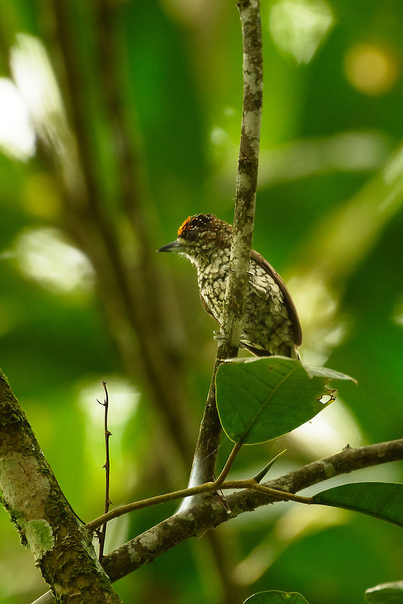 Scaled piculet - side view, Santa Mar&iacute;a, Colombia  Boyac&aacute;,Colombia,Fall,Geotagged,Picumnus squamulatus,Santa Mar&iacute;a,Scaled piculet,South America,World