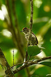Scaled piculet - side view, Santa Mar&iacute;a, Colombia  Boyac&aacute;,Colombia,Fall,Geotagged,Picumnus squamulatus,Santa Mar&iacute;a,Scaled piculet,South America,World