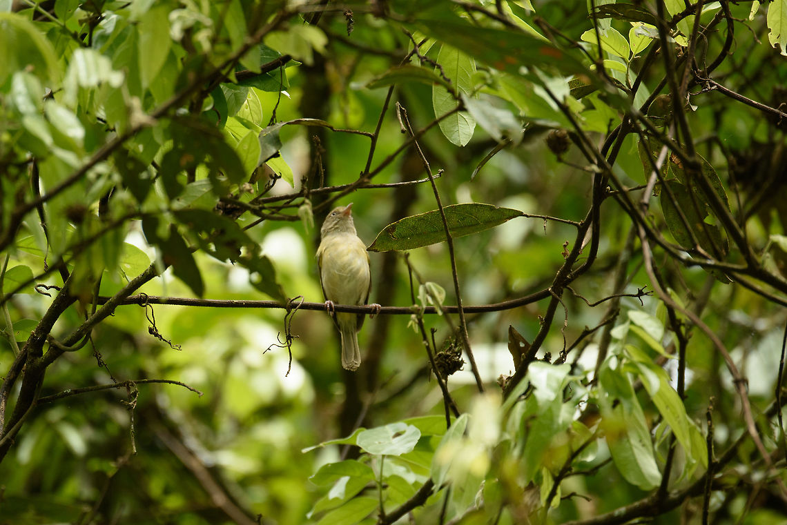 Scrub greenlet, Santa María, Colombia  Boyacá,Colombia,Hylophilus flavipes,Santa María,Scrub greenlet,South America,World