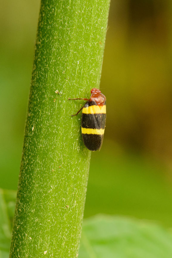 Reddish spittlebug, Santa María, Colombia - II Same species as this one, captured one hour earlier:<br />
<figure class="photo"><a href="https://www.jungledragon.com/image/48416/colorful_spittlebug_santa_mara_colombia.html" title="Colorful spittlebug, Santa Mar&iacute;a, Colombia"><img src="https://s3.amazonaws.com/media.jungledragon.com/images/2/48416_thumb.jpg?AWSAccessKeyId=05GMT0V3GWVNE7GGM1R2&Expires=1759968010&Signature=9Wx0I4HdqTLzdM87D3Zmbedvrss%3D" width="200" height="134" alt="Colorful spittlebug, Santa Mar&iacute;a, Colombia Red head and eyes, black wings with large yellow bands. Boyac&aacute;,Colombia,Reddish spittlebug,Santa Mar&iacute;a,South America,Sphenorhina rubra,World" /></a></figure> Boyacá,Colombia,Reddish spittlebug,Santa María,South America,Sphenorhina rubra,World
