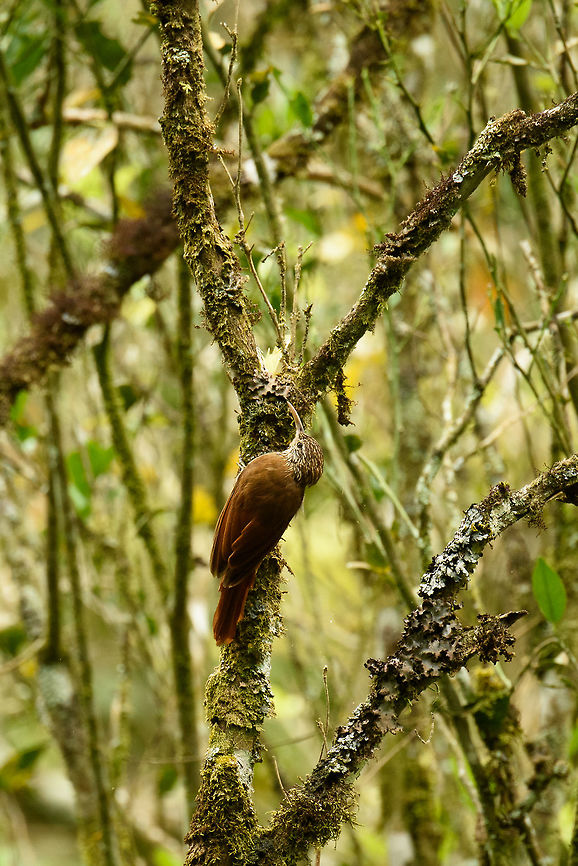 Streak-headed woodcreeper, Santa Mar&iacute;a, Colombia Creeping up a tree, as they usually do :) Boyac&aacute;,Colombia,Fall,Geotagged,Lepidocolaptes souleyetii,Santa Mar&iacute;a,South America,Streak-headed woodcreeper,World