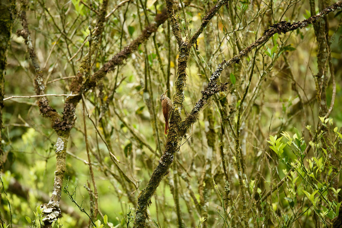 Streak-headed woodcreeper in habitat, Santa Mar&iacute;a, Colombia  Boyac&aacute;,Colombia,Lepidocolaptes souleyetii,Santa Mar&iacute;a,South America,Streak-headed woodcreeper,World