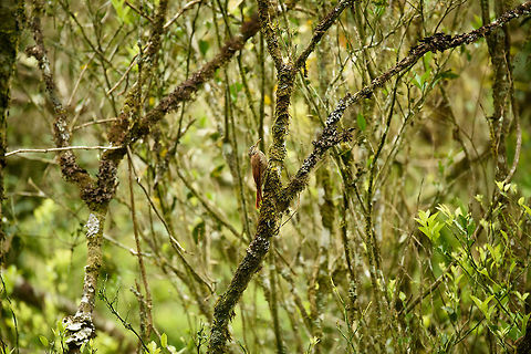 Streak-headed woodcreeper in habitat, Santa Mar&iacute;a, Colombia  Boyac&aacute;,Colombia,Lepidocolaptes souleyetii,Santa Mar&iacute;a,South America,Streak-headed woodcreeper,World