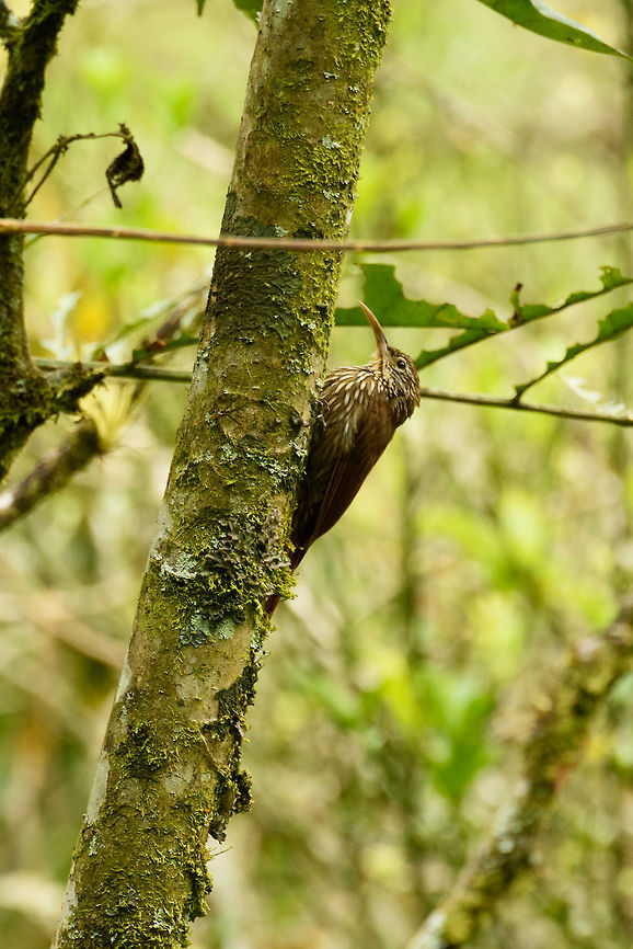 Streak-headed woodcreeper closeup, Santa María, Colombia  Boyacá,Colombia,Lepidocolaptes souleyetii,Santa María,South America,Streak-headed woodcreeper,World