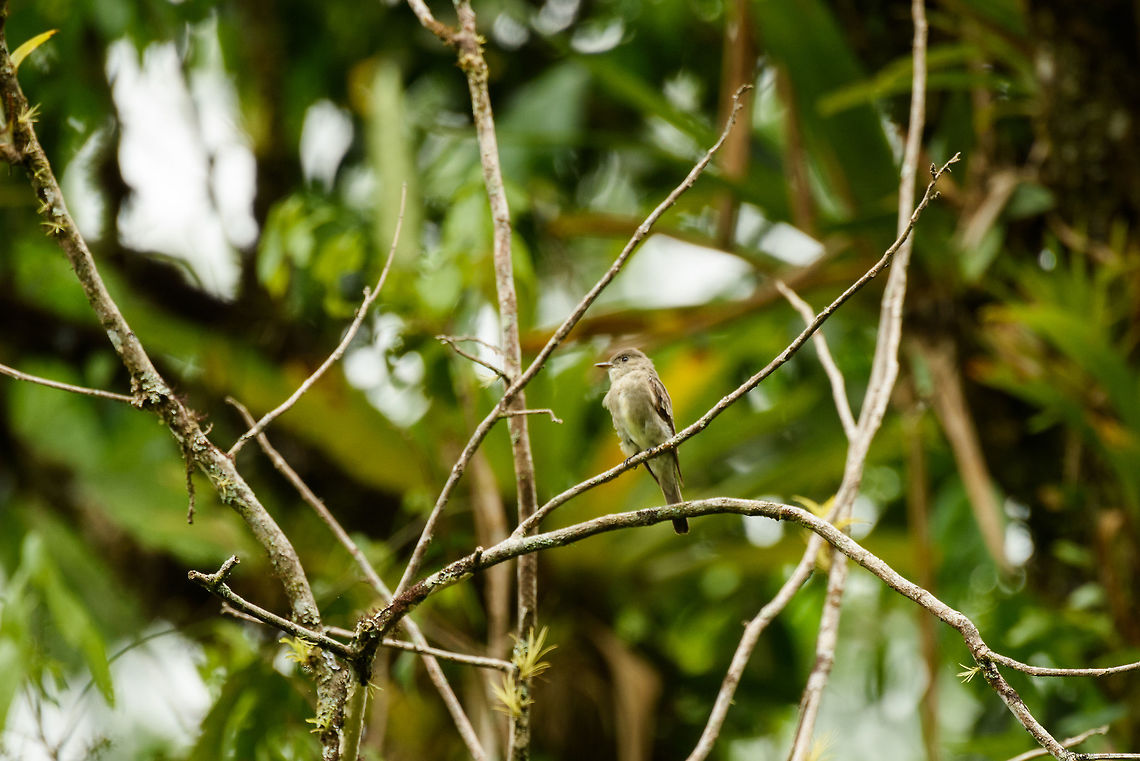 Tropical pewee, Santa María, Colombia  Boyacá,Colombia,Contopus cinereus,Fall,Geotagged,Santa María,South America,Tropical pewee,World