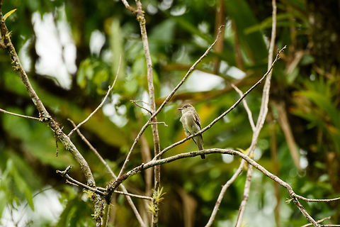 Tropical pewee, Santa María, Colombia  Boyacá,Colombia,Contopus cinereus,Fall,Geotagged,Santa María,South America,Tropical pewee,World