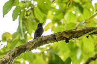 Bar-crested antshrike, Santa María, Colombia Beautiful bird with a highly complicated pattern all around, but hard to photograph in back light like this. Female:<br />
https://www.jungledragon.com/image/48498/bar-crested_antshrike_-_female_santa_mara_colombia.html Bar-crested antshrike,Boyacá,Colombia,Santa María,South America,Thamnophilus multistriatus,World