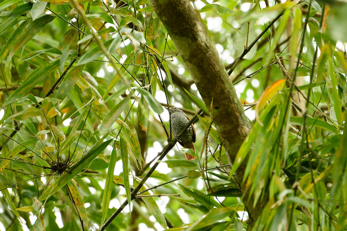 Bar-crested antshrike - female, Santa María, Colombia Male:<br />
<figure class="photo"><a href="https://www.jungledragon.com/image/48484/bar-crested_antshrike_santa_mara_colombia.html" title="Bar-crested antshrike, Santa Mar&iacute;a, Colombia"><img src="https://s3.amazonaws.com/media.jungledragon.com/images/2/48484_thumb.jpg?AWSAccessKeyId=05GMT0V3GWVNE7GGM1R2&Expires=1759968010&Signature=SMOi%2FAOXiuL4cpbZCnEHz%2BDHlzY%3D" width="200" height="134" alt="Bar-crested antshrike, Santa Mar&iacute;a, Colombia Beautiful bird with a highly complicated pattern all around, but hard to photograph in back light like this. Female:<br />
https://www.jungledragon.com/image/48498/bar-crested_antshrike_-_female_santa_mara_colombia.html Bar-crested antshrike,Boyac&aacute;,Colombia,Santa Mar&iacute;a,South America,Thamnophilus multistriatus,World" /></a></figure> Bar-crested antshrike,Boyacá,Colombia,Fall,Geotagged,Santa María,South America,Thamnophilus multistriatus,World