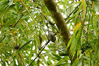 Bar-crested antshrike - female, Santa María, Colombia Male:<br />
https://www.jungledragon.com/image/48484/bar-crested_antshrike_santa_mara_colombia.html Bar-crested antshrike,Boyacá,Colombia,Fall,Geotagged,Santa María,South America,Thamnophilus multistriatus,World