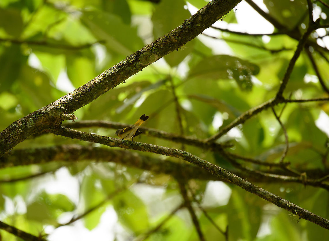 American Redstart, Santa María, Colombia Not the most charming pose, but I don&#039;t have a better shot, sorry. American redstart,Boyacá,Colombia,Santa María,Setophaga ruticilla,South America,World