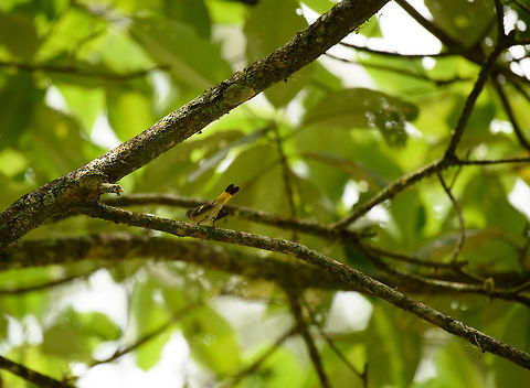 American Redstart, Santa Mar&iacute;a, Colombia Not the most charming pose, but I don't have a better shot, sorry. American redstart,Boyac&aacute;,Colombia,Santa Mar&iacute;a,Setophaga ruticilla,South America,World