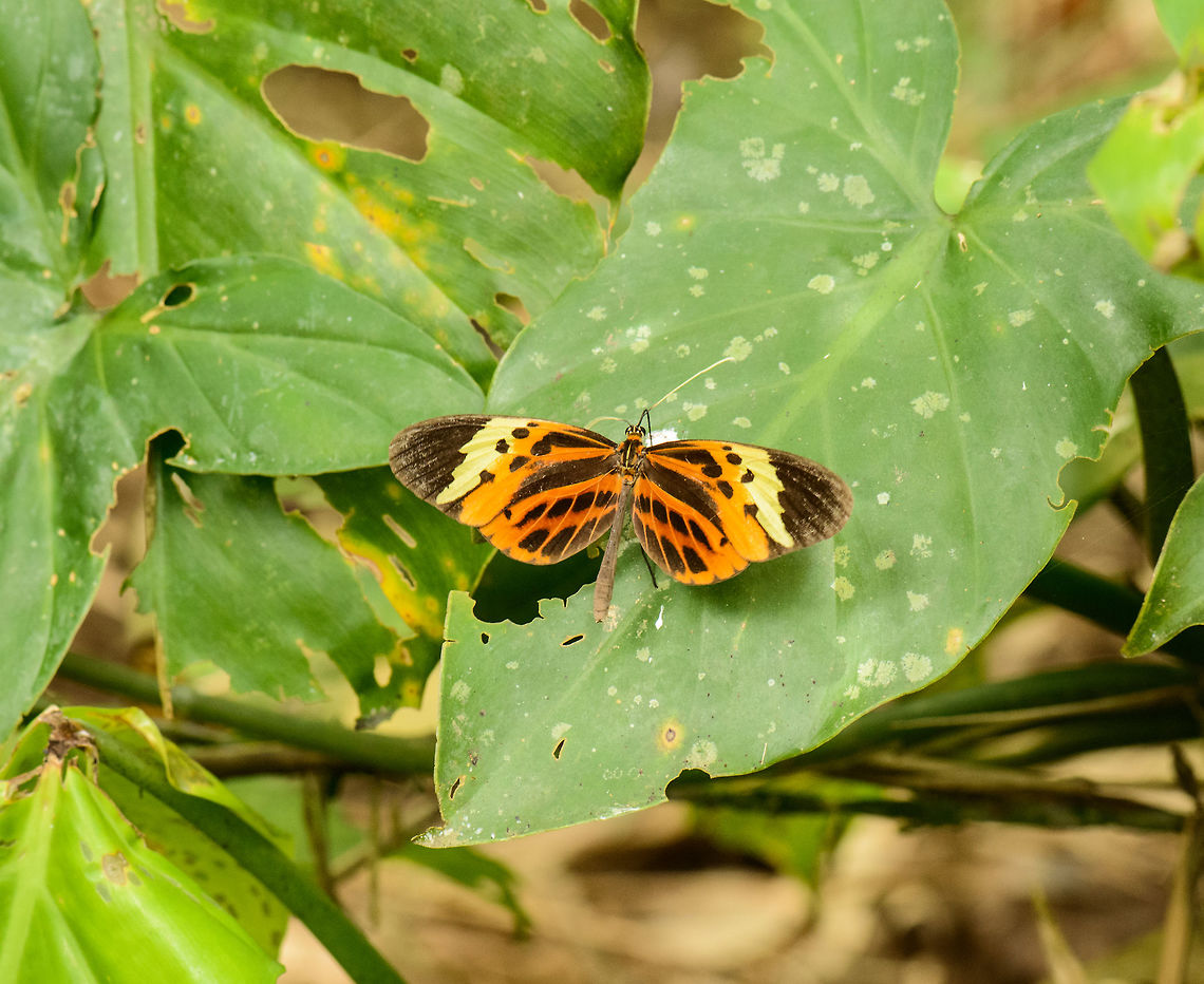 Tiger-wing, Santa Mar&iacute;a, Colombia Identifying this one is trickier than I expected. Here's why:<br />
<a href="https://cadra.files.wordpress.com/2013/05/heliconius11.jpg" rel="nofollow">https://cadra.files.wordpress.com/2013/05/heliconius11.jpg</a><br />
<br />
Visually, Hewitson's Tiger seems to match well to the photo, but I'm still in doubt due to the distribution. This one was photographed in the eastern Andes, which does not match the "Amazonian region", although they are close.  Boyac&aacute;,Colombia,Hewitsons Tiger,Melinaea menophilus,Santa Mar&iacute;a,South America,World