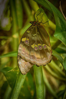 Large butterfly hanging upside down, Santa María, Colombia  Boyacá,Colombia,Morpho menelaus,Santa María,South America,World