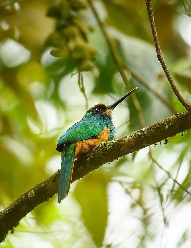 White-chinned jacamar perched - II, Santa María, Colombia  Boyacá,Colombia,Fall,Galbula tombacea,Geotagged,Santa María,South America,White-chinned jacamar,World