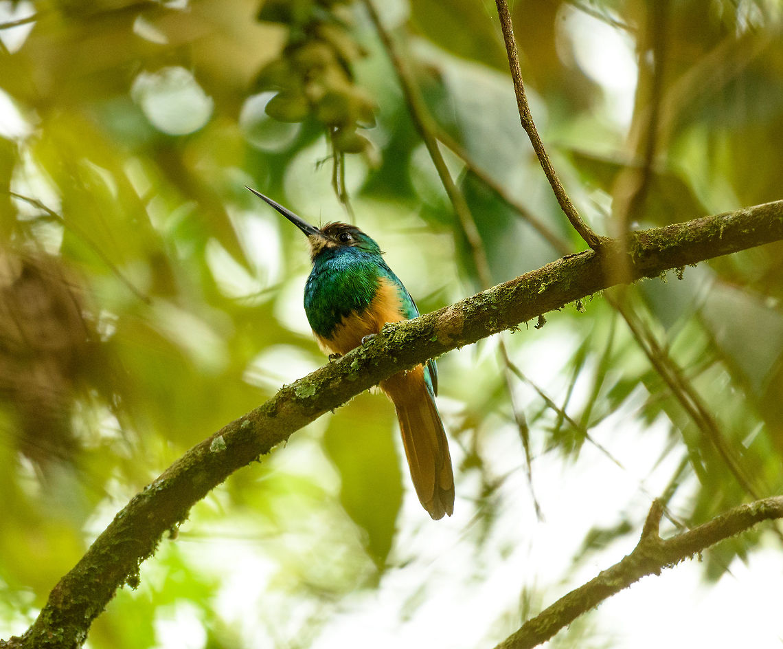 White-chinned jacamar perched, Santa María, Colombia  Boyacá,Colombia,Fall,Galbula tombacea,Geotagged,Santa María,South America,White-chinned jacamar,World